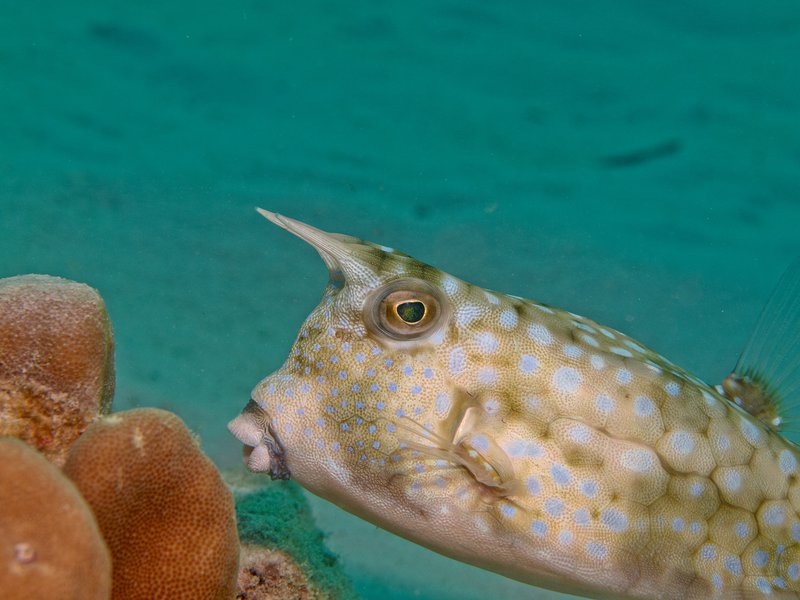Cowfish, House Reef